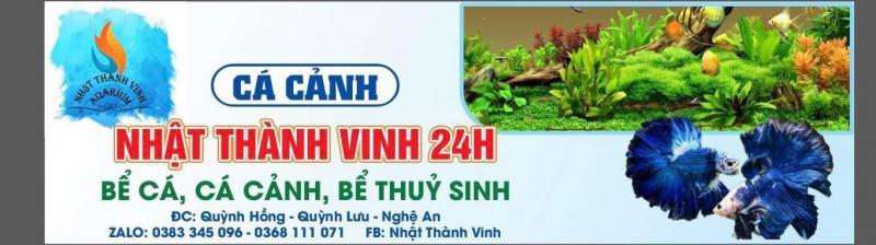 Cá cảnh Nhật Thành Vinh 24h