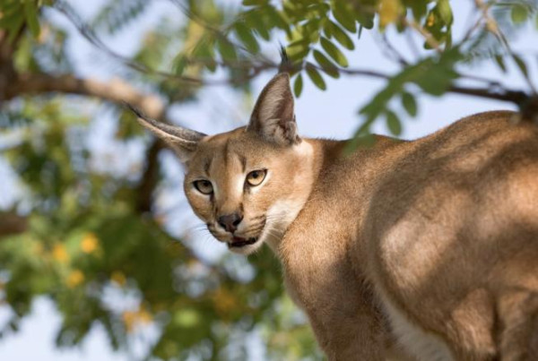 Caracal