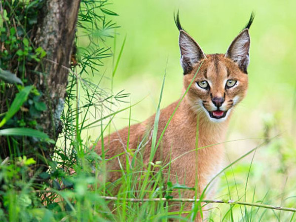 Caracal