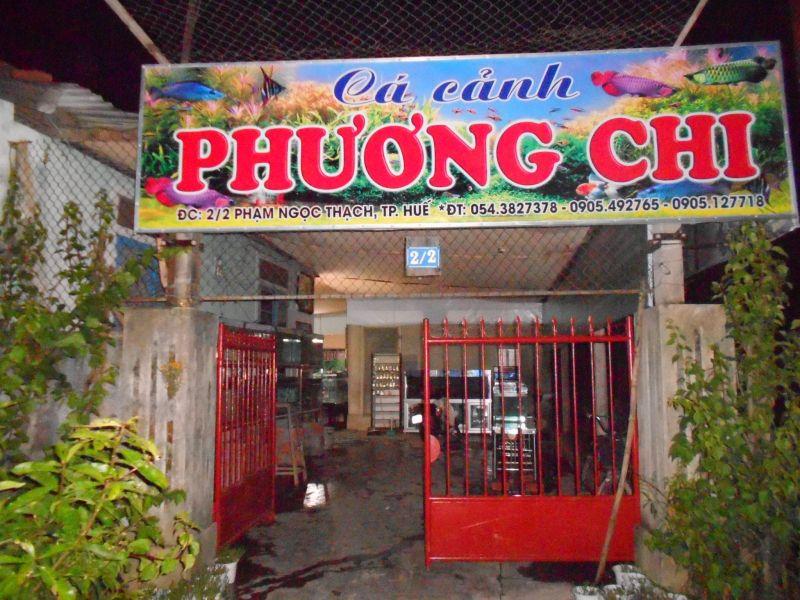 cây cảnh phương chi