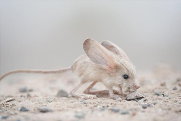 Jerboa gerbiili