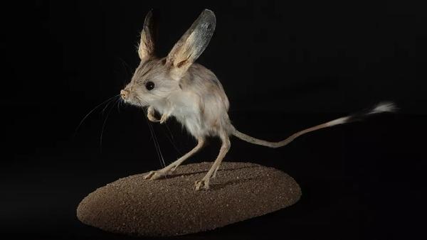 Jerboa gerbiili