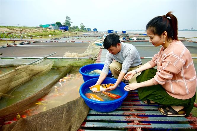 Trang trại cá Koi sông Hồng