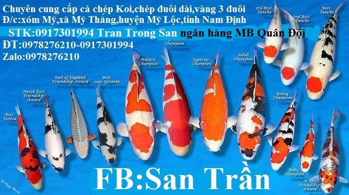 Trại cá Koi Nam Định (San Trần)