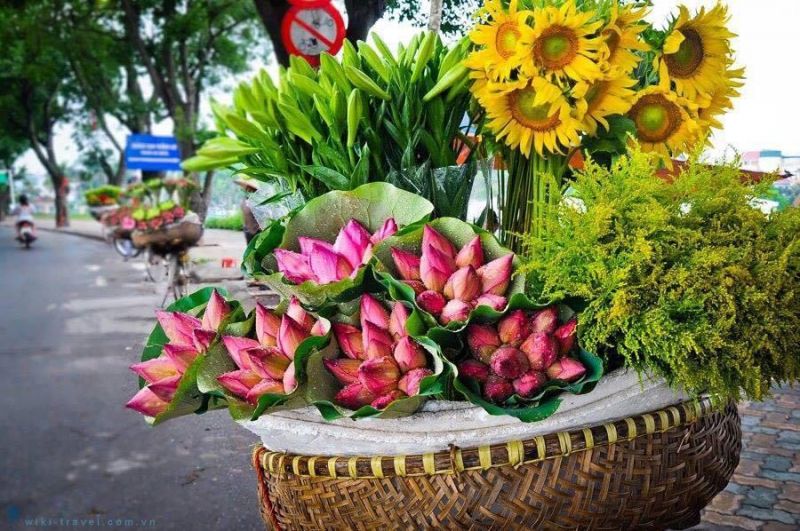 Hà Nội quyến rũ trong cánh hoa rong biển