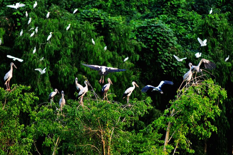 Hàng ngàn loài chim tụ tập về sinh sống tại Sân chim Cà Mau